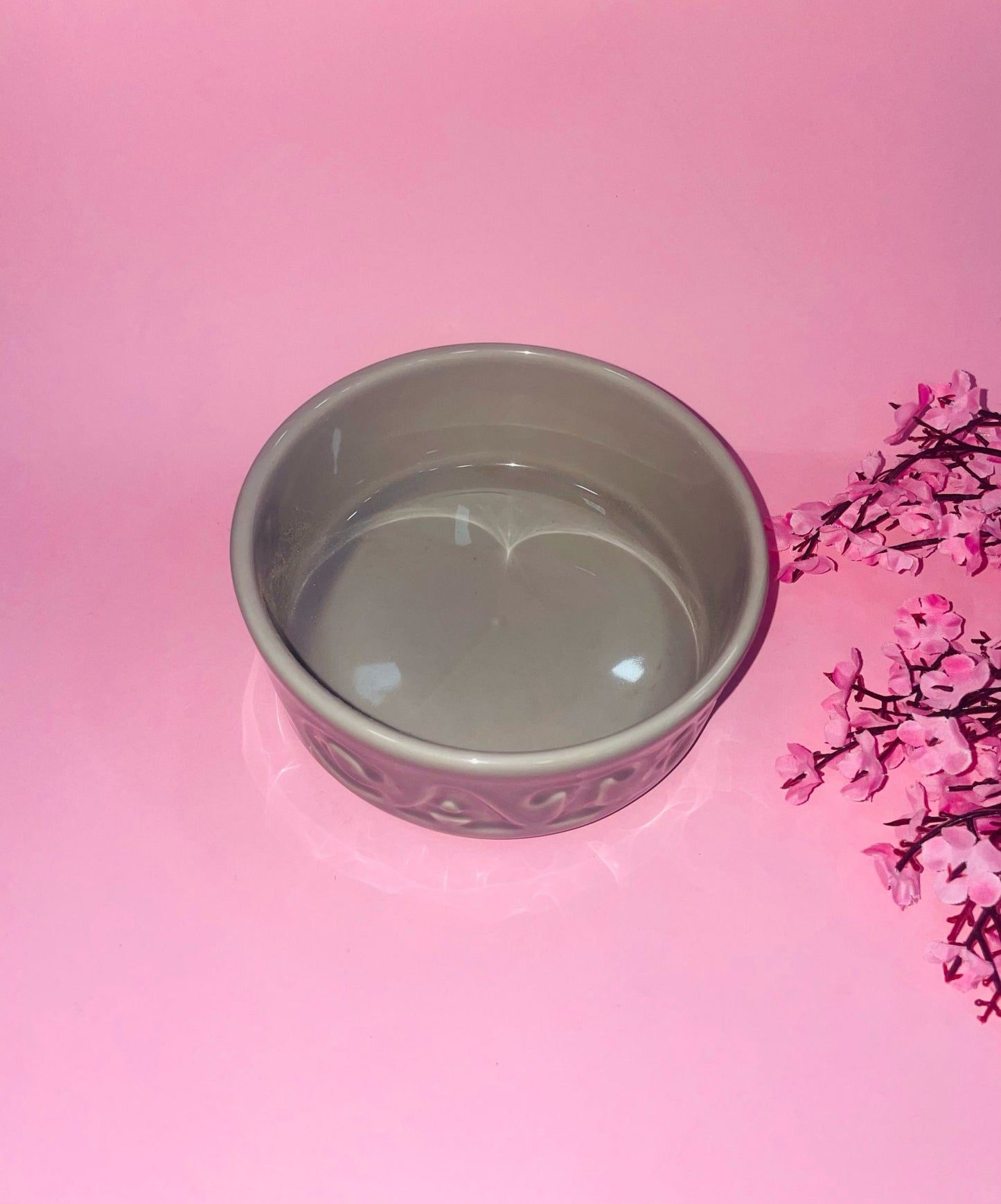 Bowl Cat