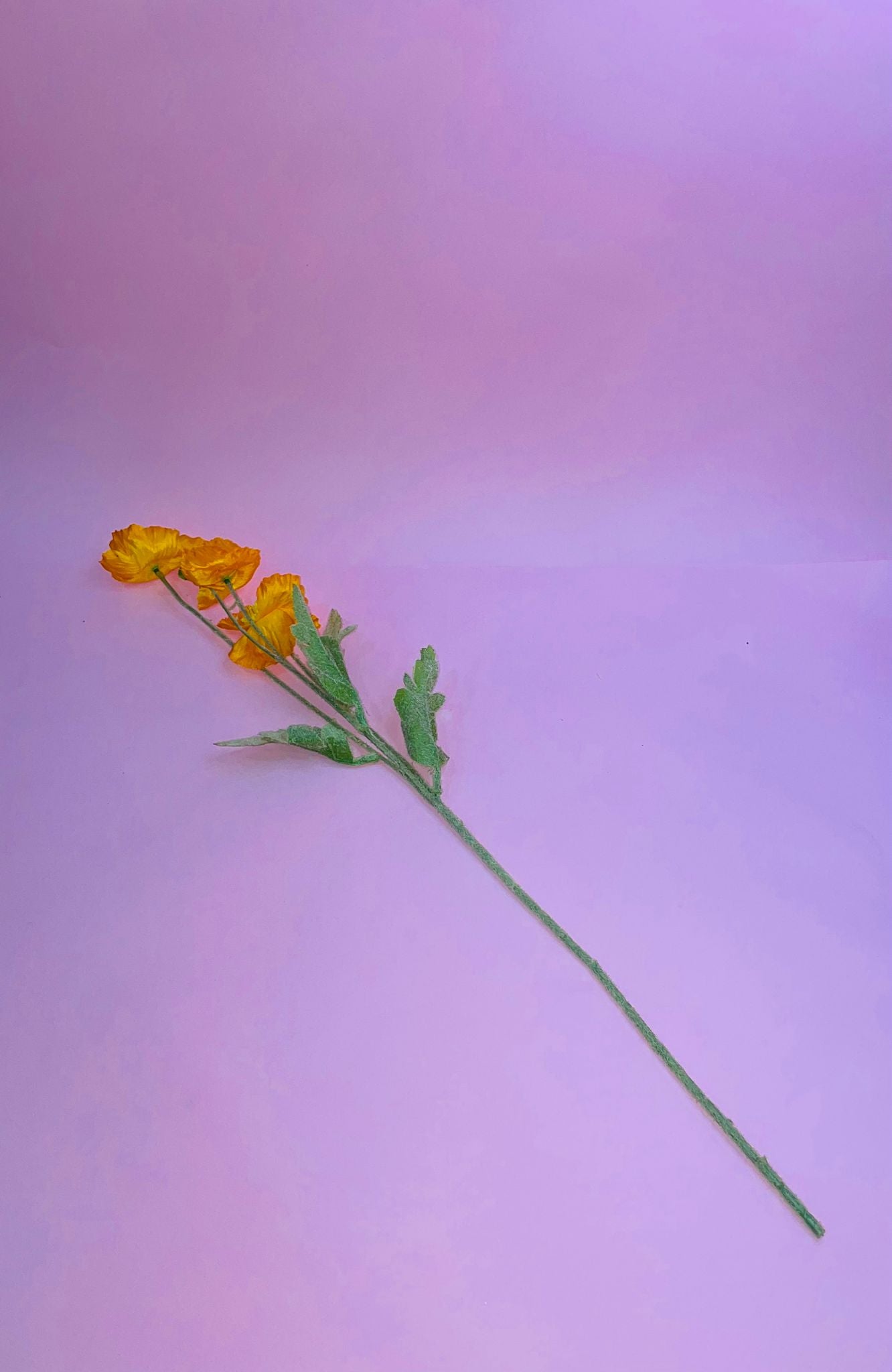 Flor Amapola