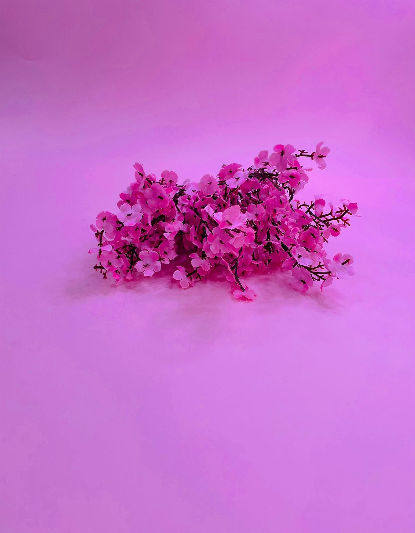 Flor Almendro