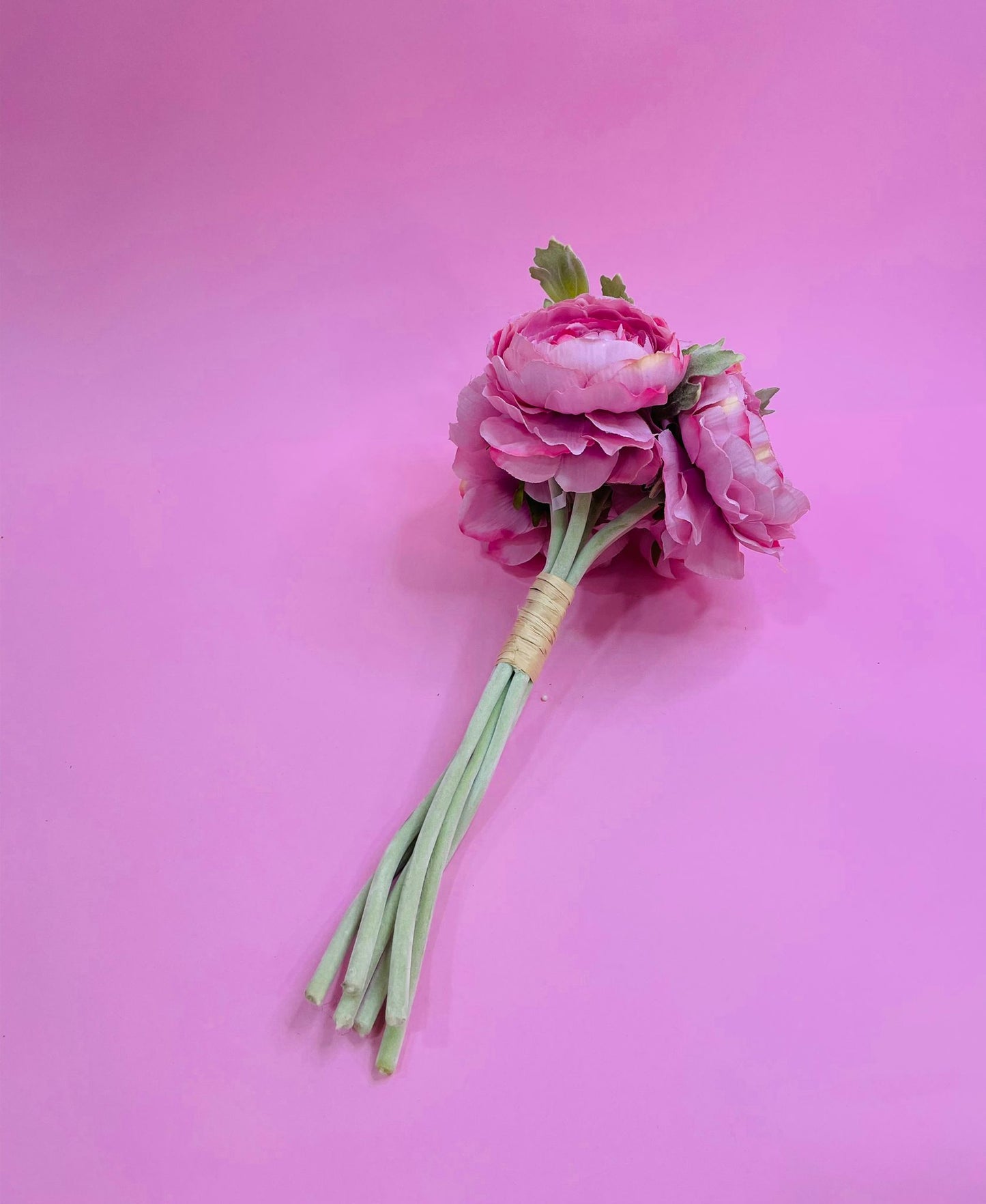 Flor Francesilla