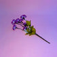 Flor Eustoma Grandiflorum